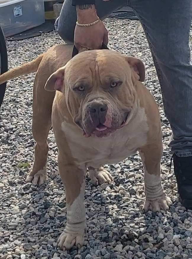 Dog Featured Image