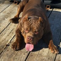 Purekennels K5