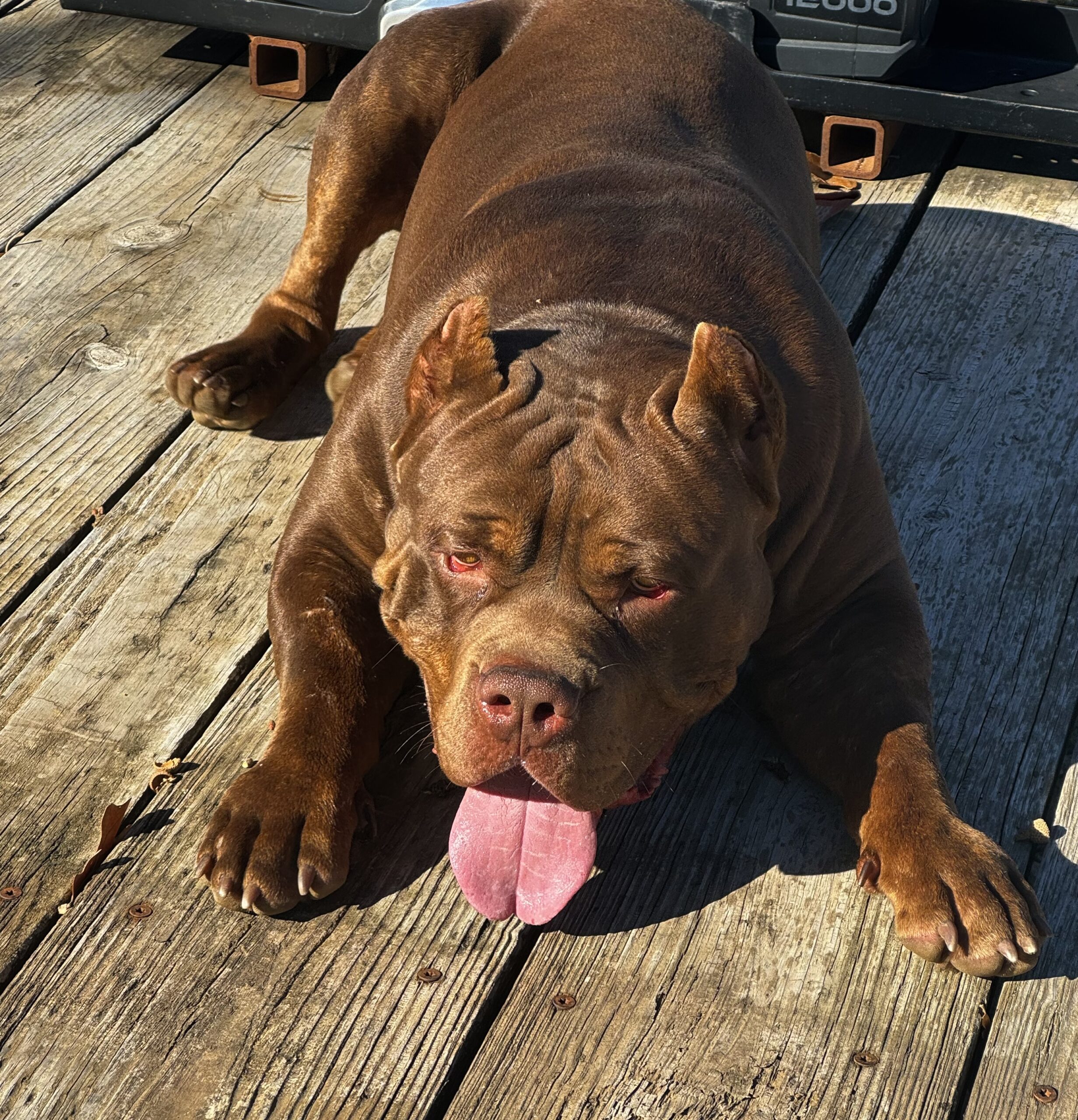 Dog Featured Image