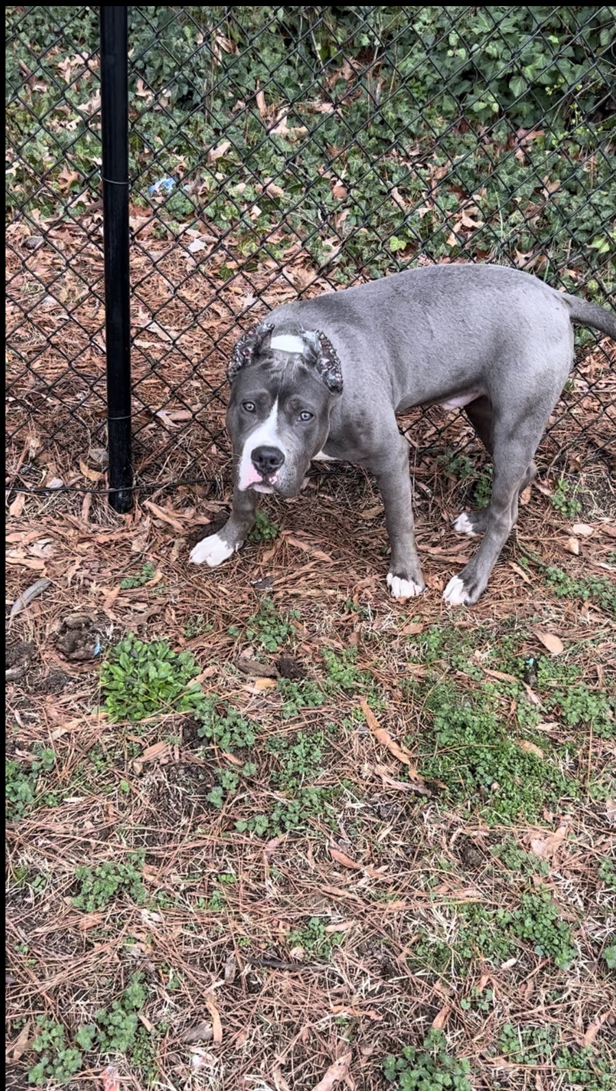 Dog Featured Image