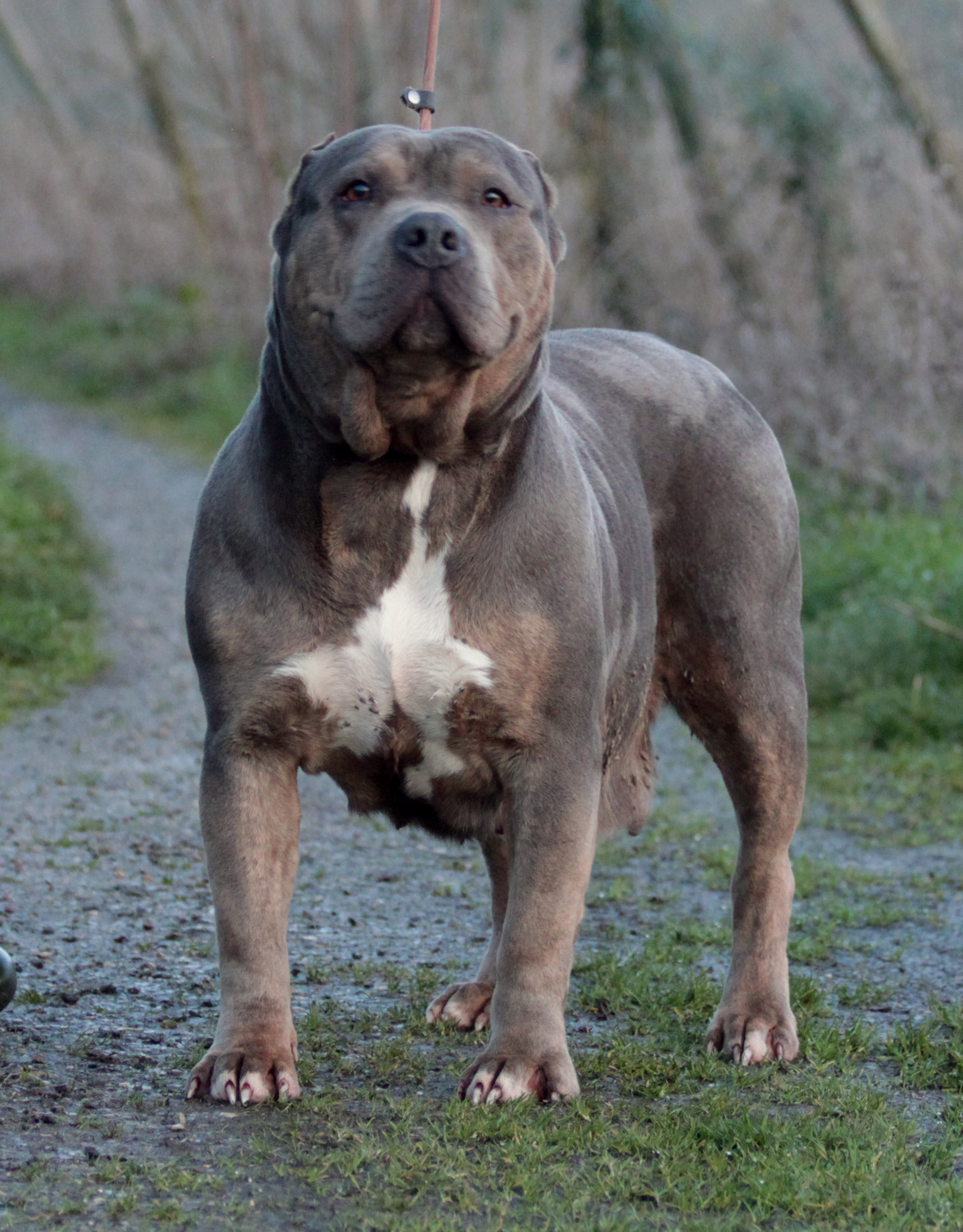 Dog Featured Image