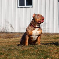 Nova of blue diamond bullies
