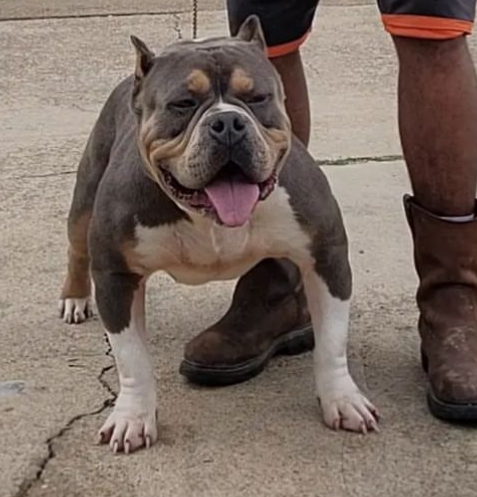 Dog Featured Image