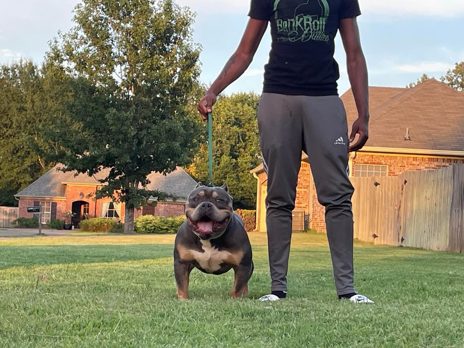 Dog Featured Image