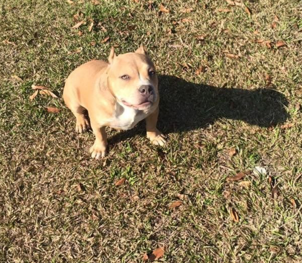 Dog Featured Image
