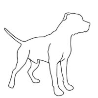 Possible future breeding
