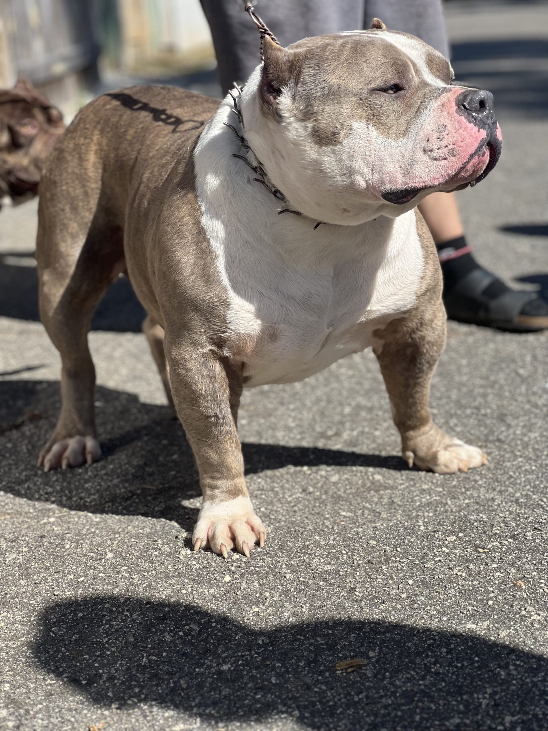 Dog Featured Image