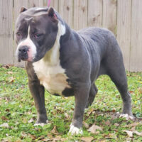 Sheeva of Angola bullies