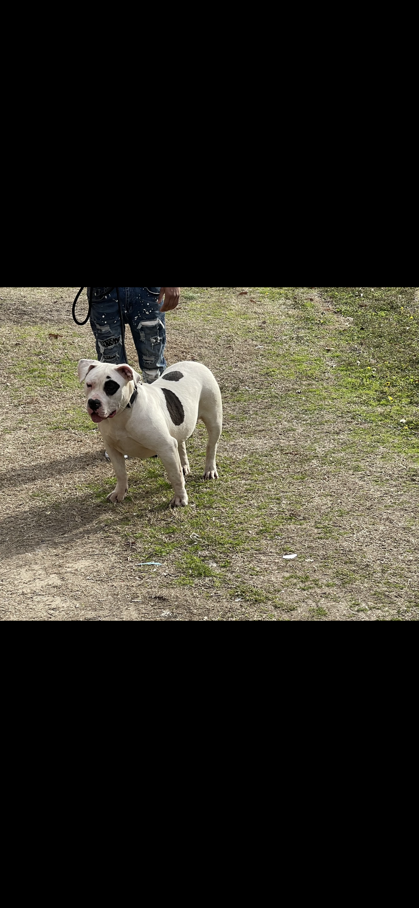 Dog Featured Image