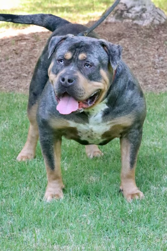 Dog Featured Image