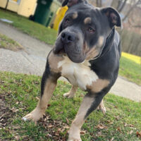 Bossy’s Kilo
