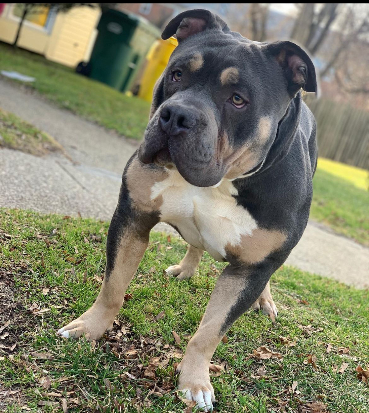 Dog Featured Image