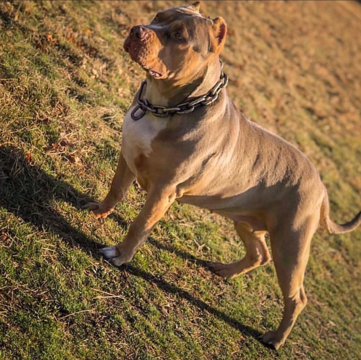 Dog Featured Image