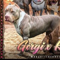 Bossy Gorgi