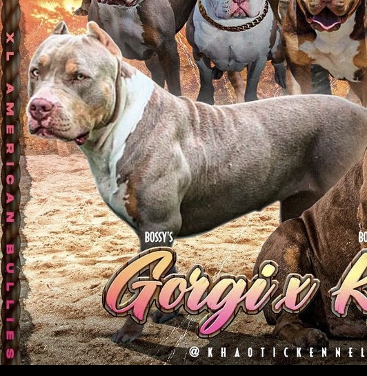 Dog Featured Image