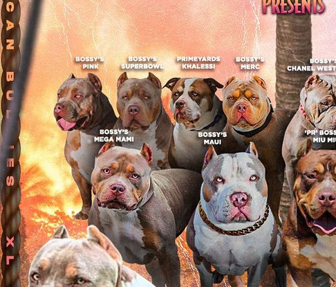 Dog Featured Image