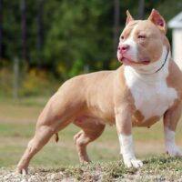 Barnyard Bullies Chantilly Lace