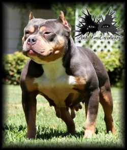 Dog Featured Image