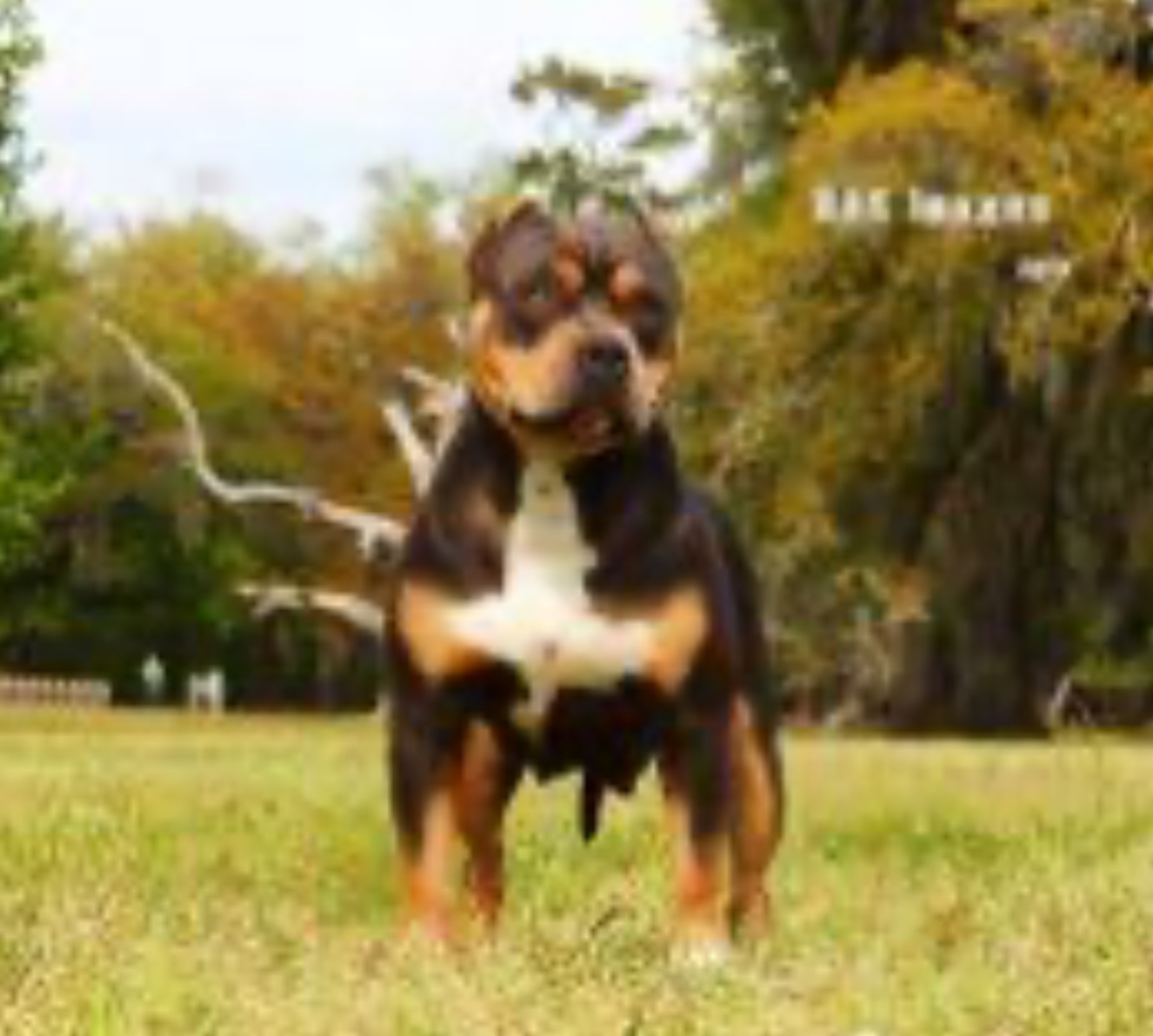Dog Featured Image