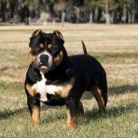 Canam Brees of Barnyard Bullies