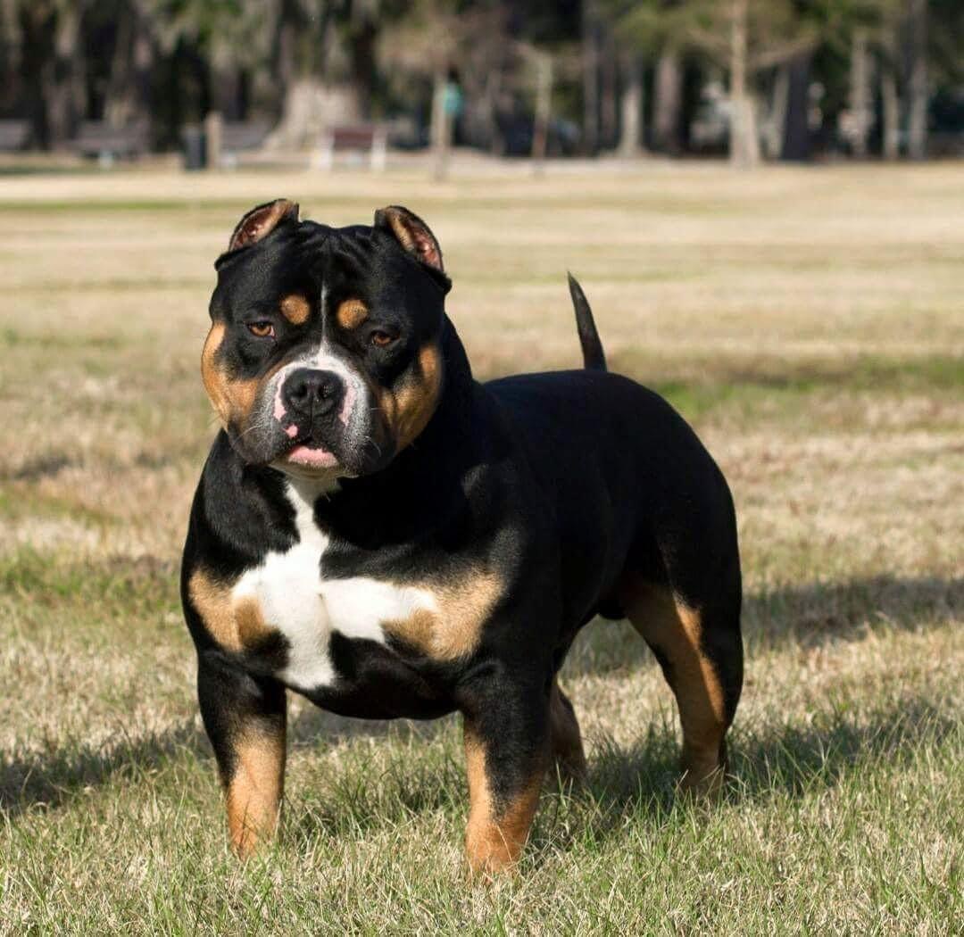 Dog Featured Image