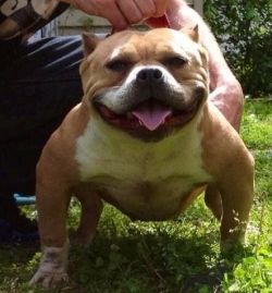 Dog Featured Image