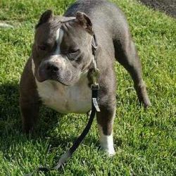 Dog Featured Image