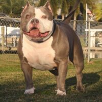 BBK’s BLU BELLATRIX