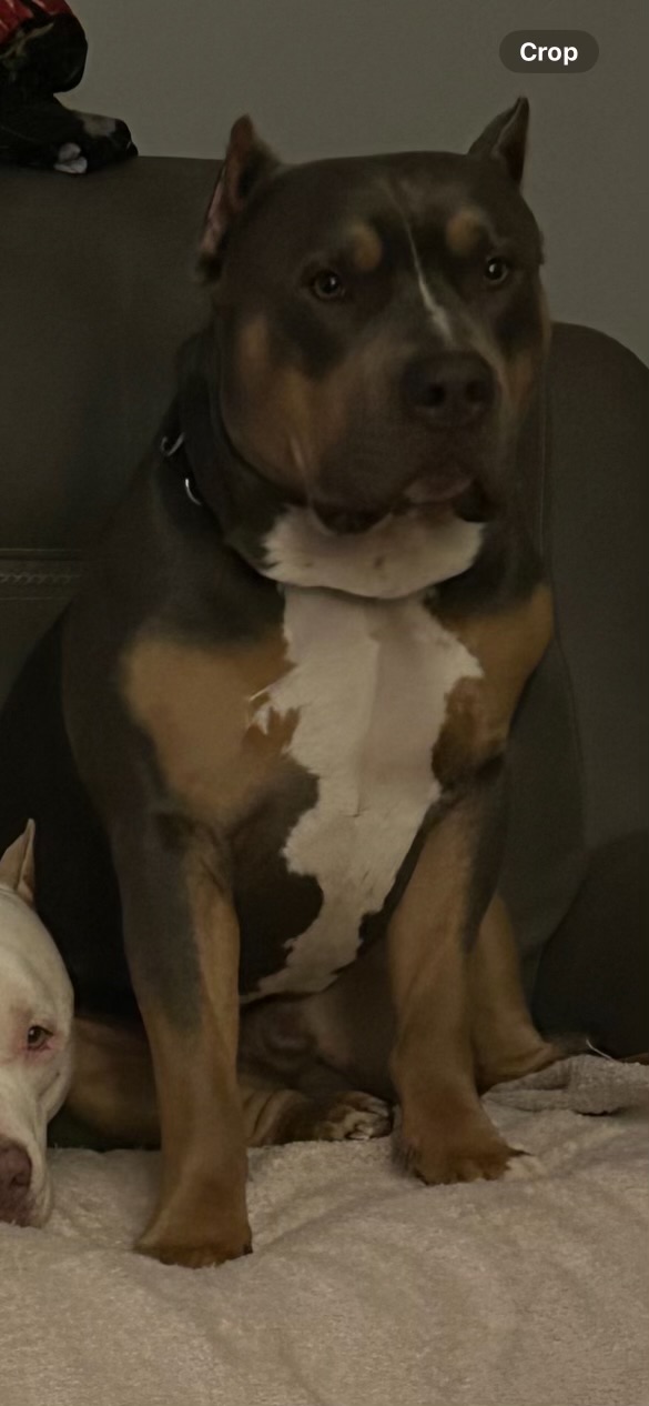 Dog Featured Image