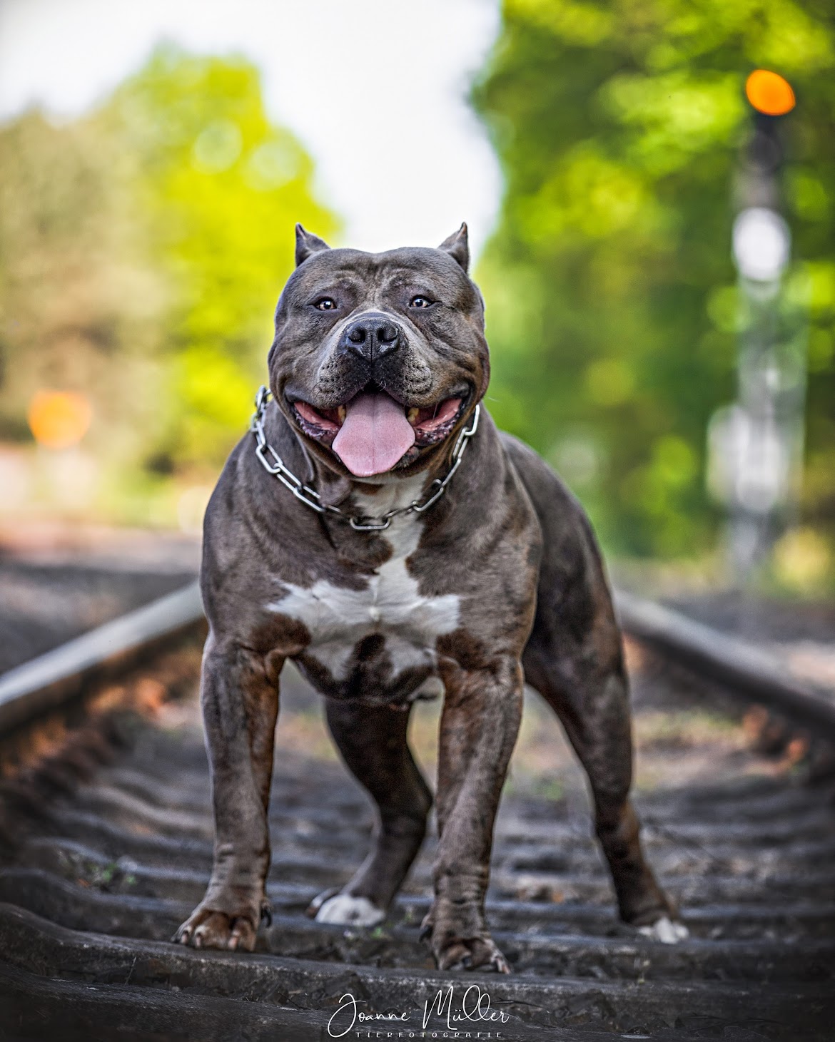 Dog Featured Image
