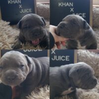 GatorBack’s Khan x Streets Pup