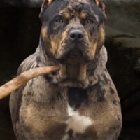 BROWNS BULLIES MOWGLI