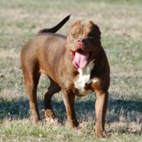 ONE SHOT BULLIES TOOTSIE ROLL