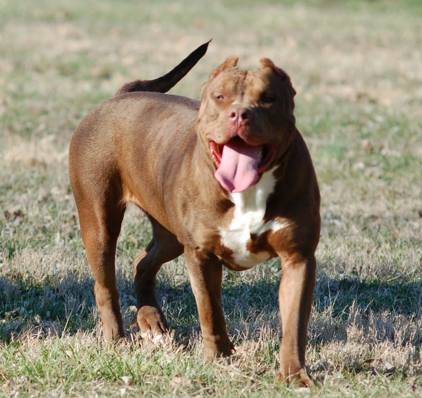 Dog Featured Image