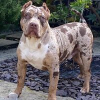 BULLYLAIR’S YOLA BULLY RAGNAR