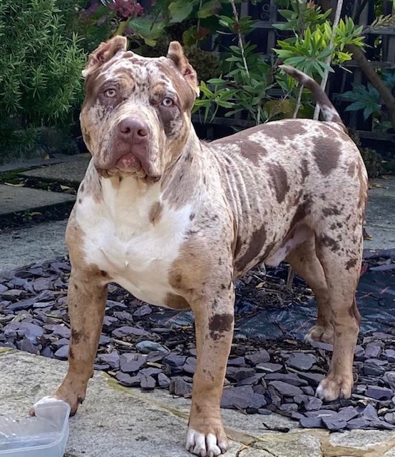 Dog Featured Image