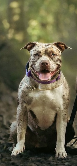 Dog Featured Image