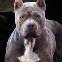 GORILLA KINGZ BULLIES SAVANNAH