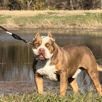 Bam Bullyz Legend of Double Up Bully