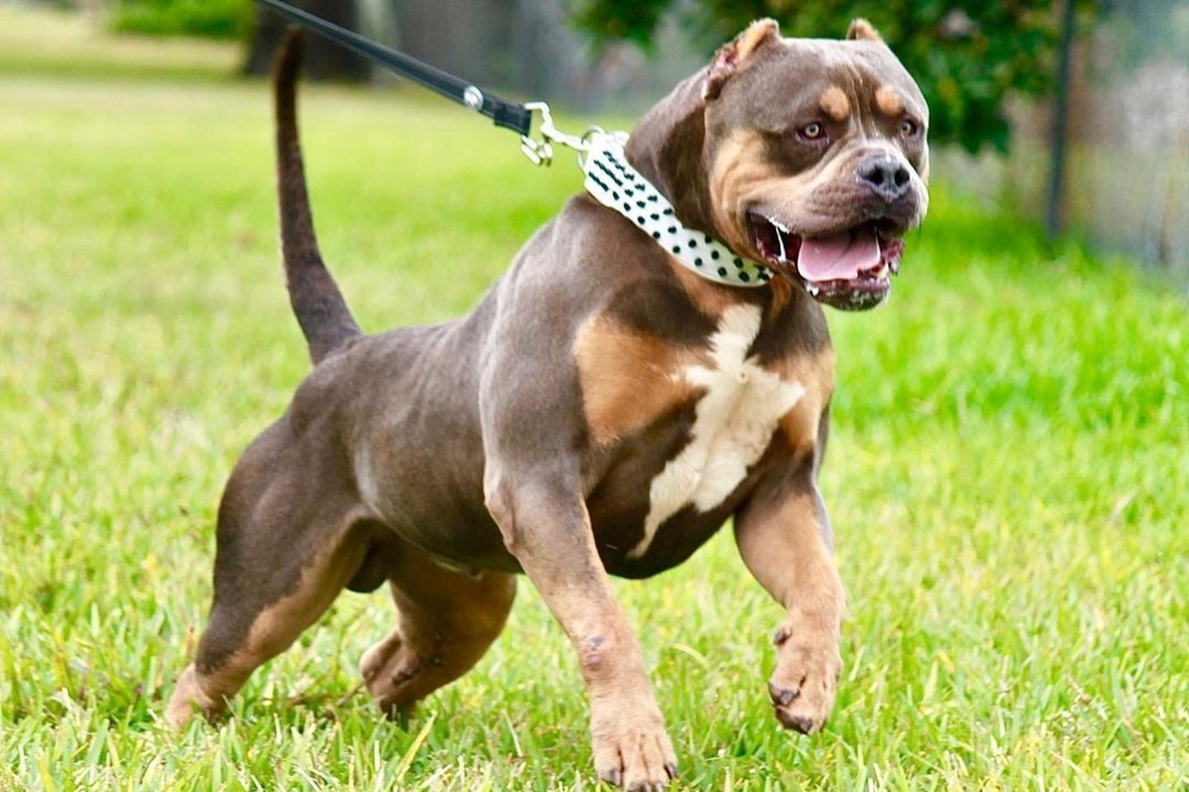 Dog Featured Image