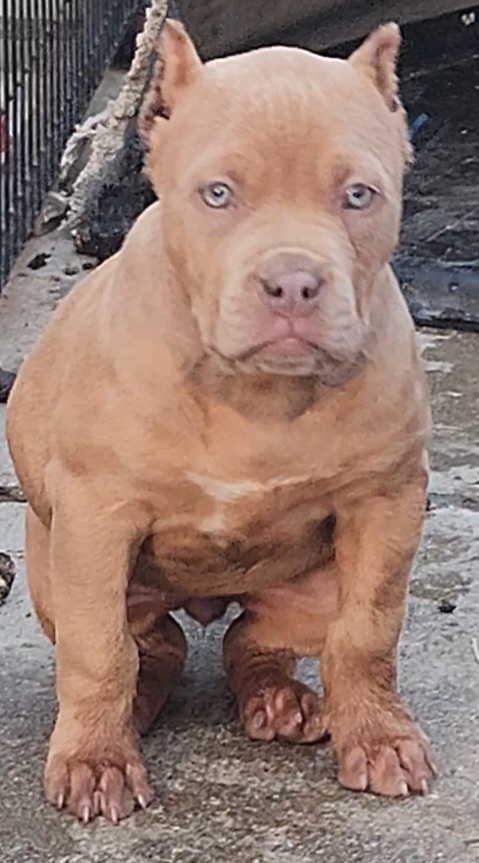 Dog Featured Image