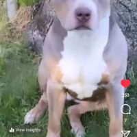 STORM OF MMBULLIEZ