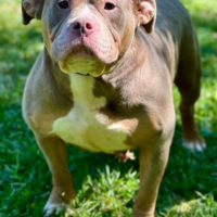 DLBULLYZ ROXIE