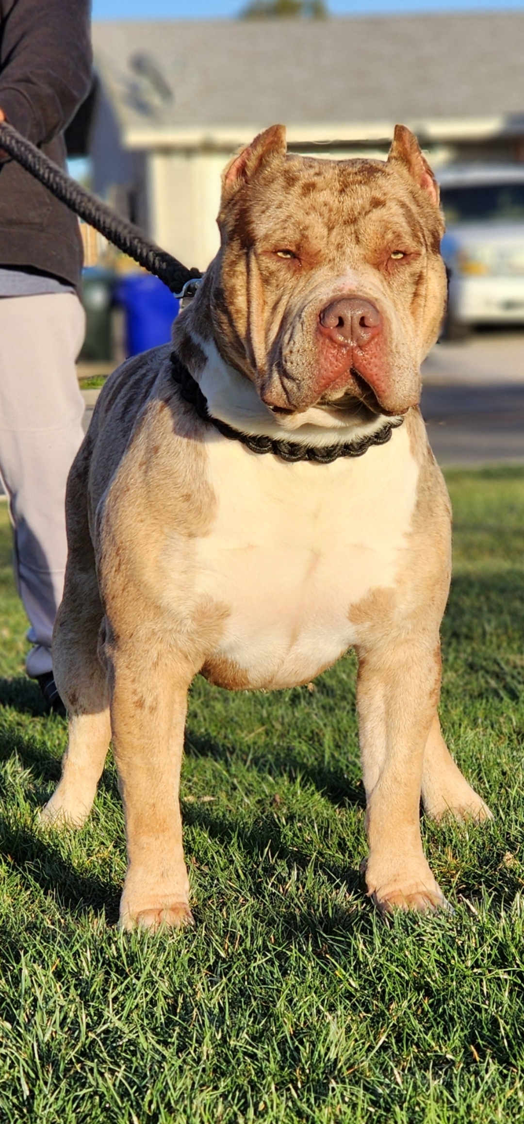 Dog Featured Image