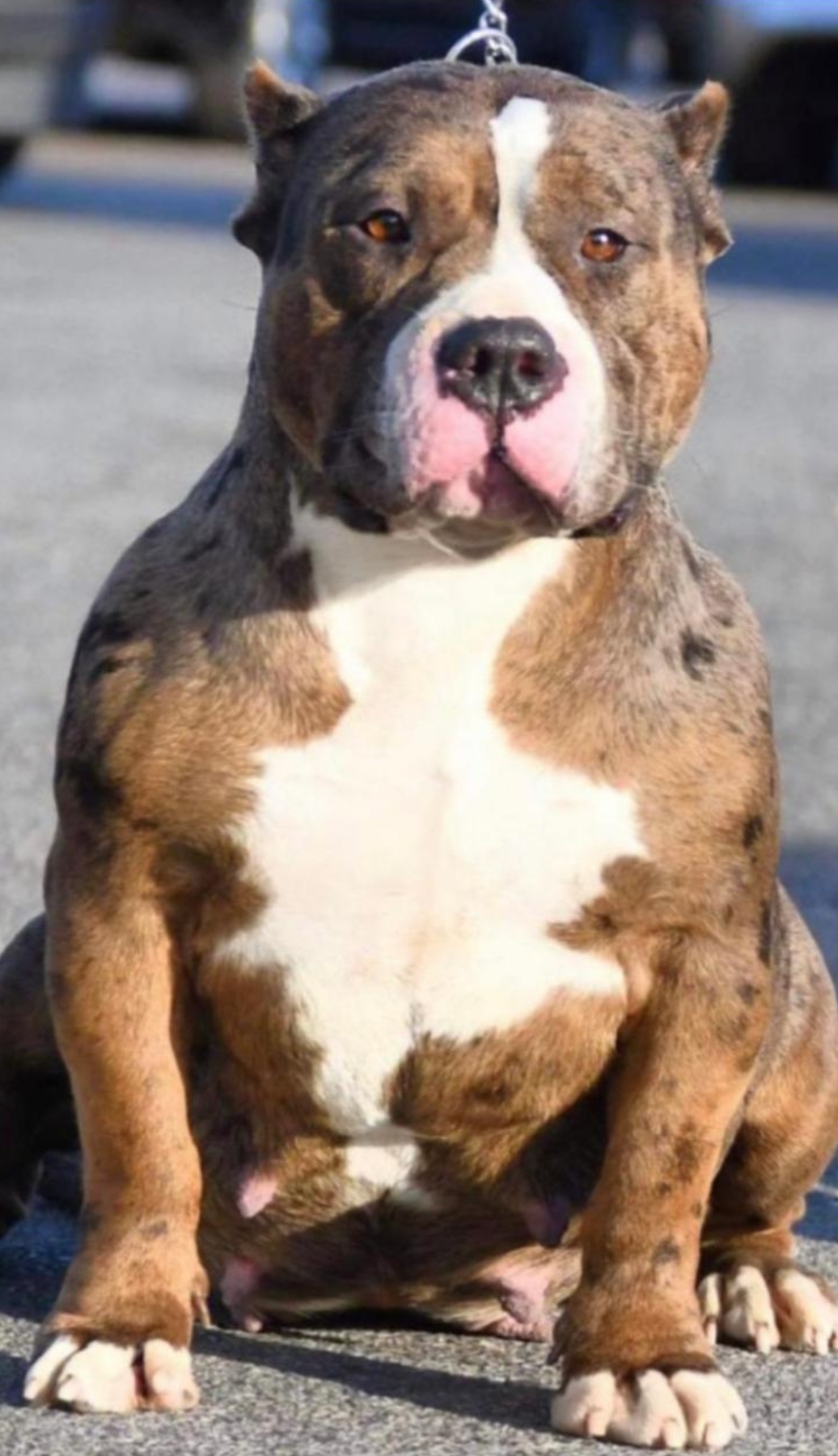 Dog Featured Image