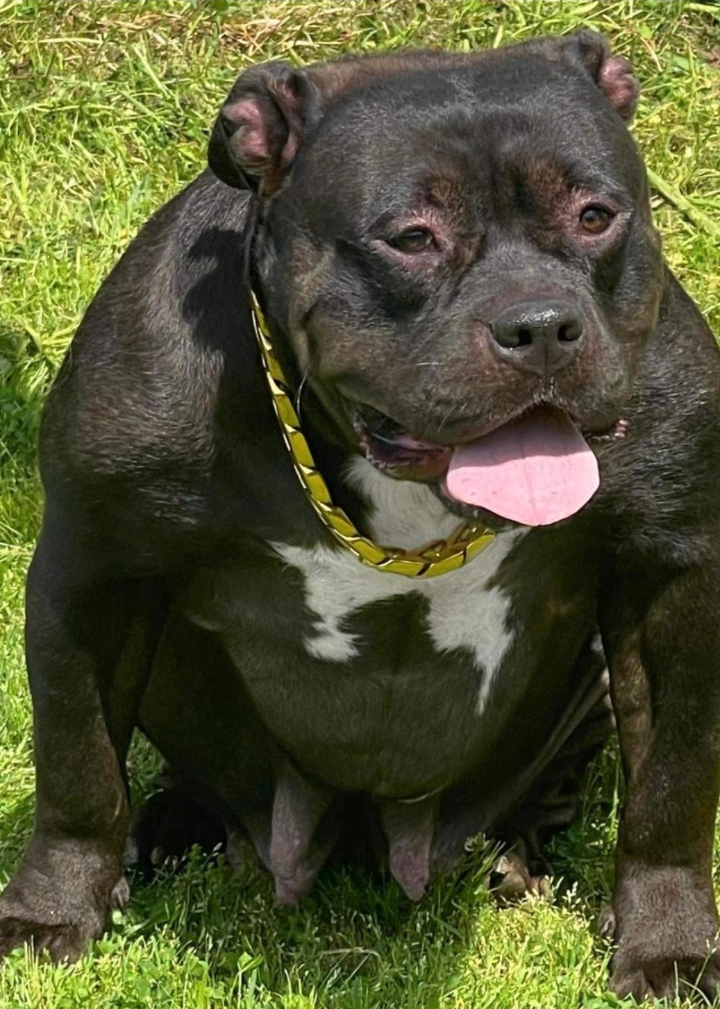 Dog Featured Image