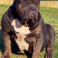 Ultimate Bullies Unique