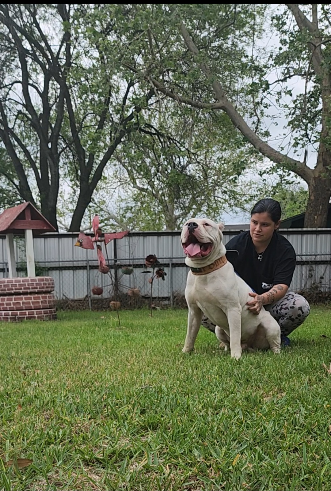 Dog Featured Image