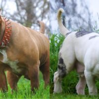 Swayzee x ReeRock pup