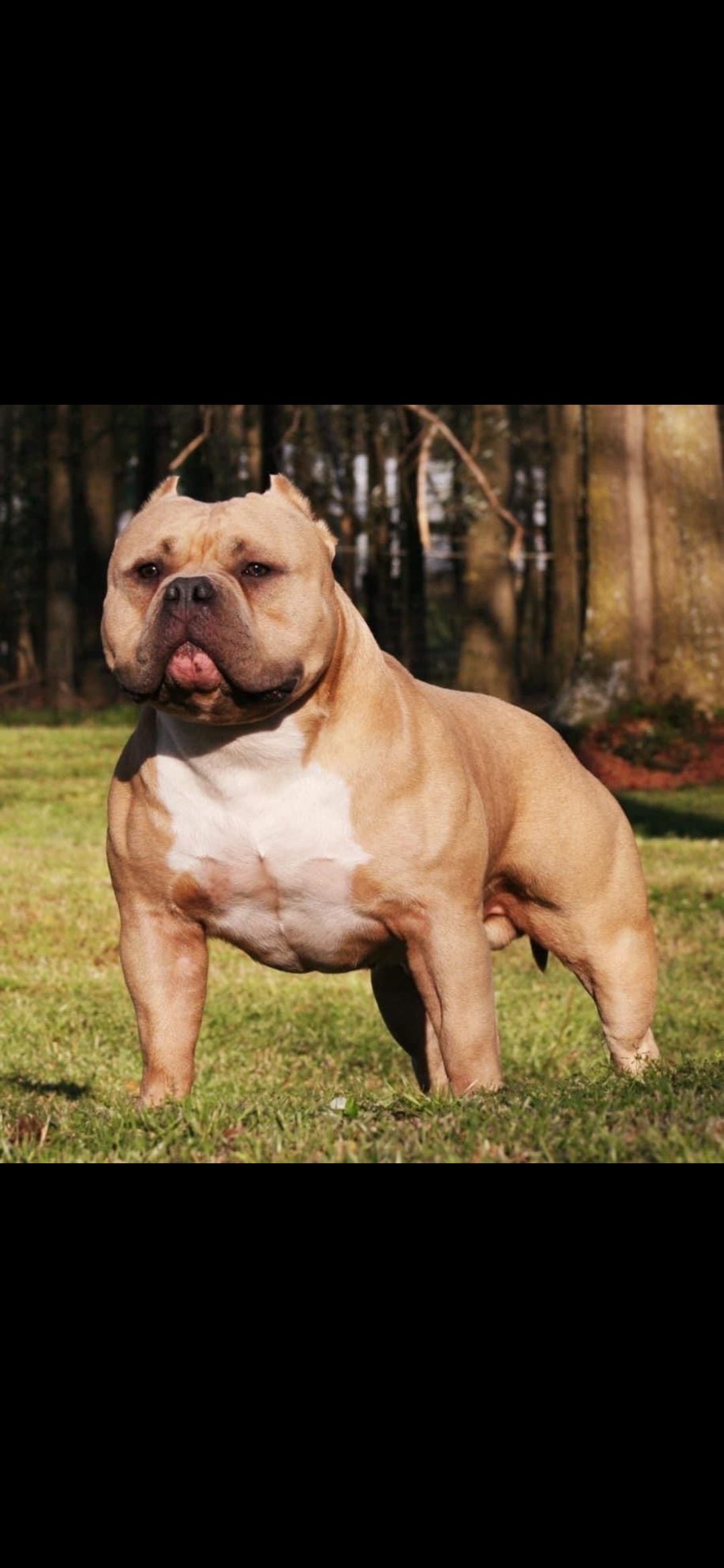 Dog Featured Image